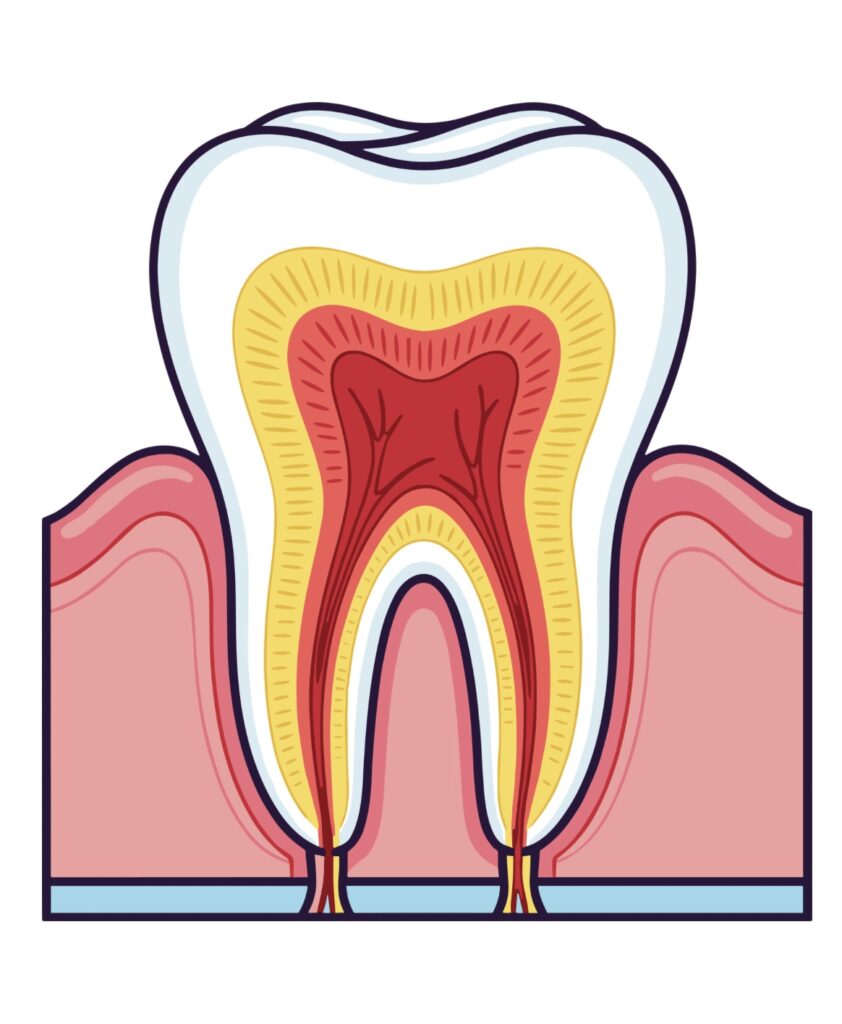 歯
エナメル質
象牙質